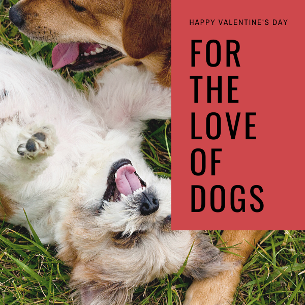 14 of the Most Lovable Dog Breeds